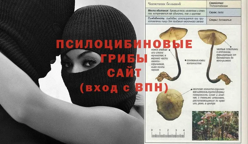 Псилоцибиновые грибы Cubensis  закладки  Вытегра 